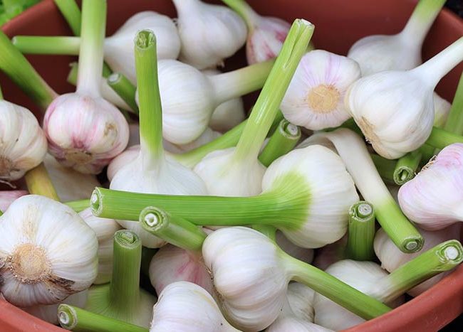 Garlic: Photo by Mona