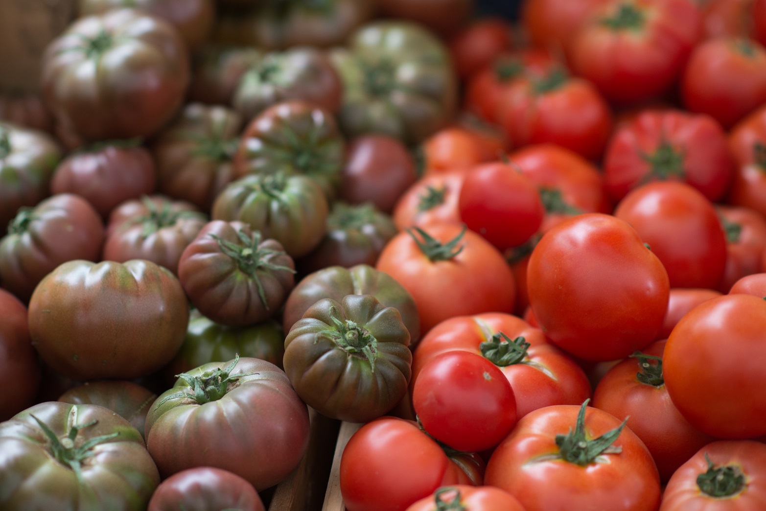 Tomatoes-resized