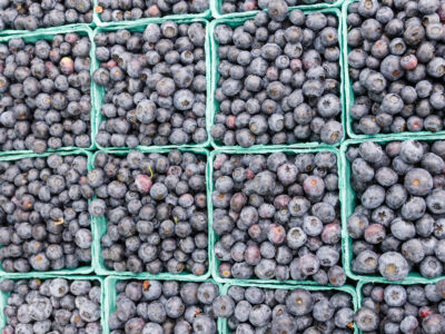 blueberry stock up 2022
