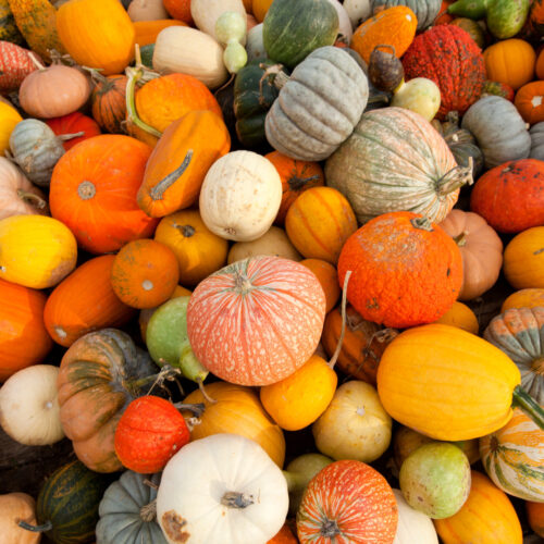 Harvest Festival 2023 (2)