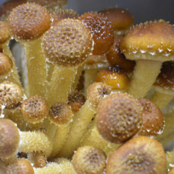 photo of cultivated mushtooms