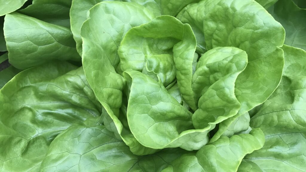 close up of lettuce leaves