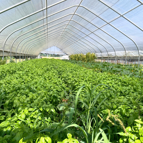An example of companion planting with basil and squash plants together