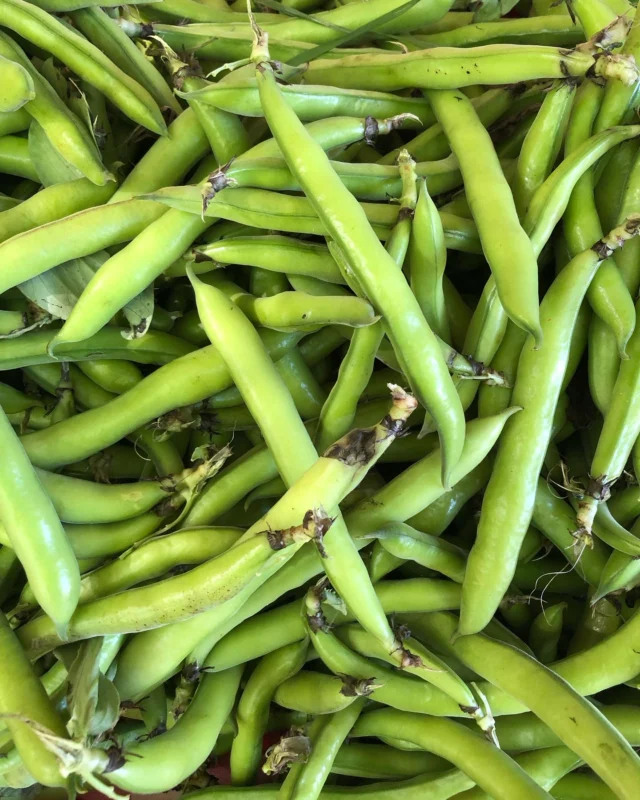 We’ve got all the delicious spring produce in market today. Fava beans, strawberries, asparagus, flowers, eggs and more!

Shemanski Park Farmers Market
Wednesdays, 10 am - 2 pm
Harvest Market, Nov 27
SW Park & Main