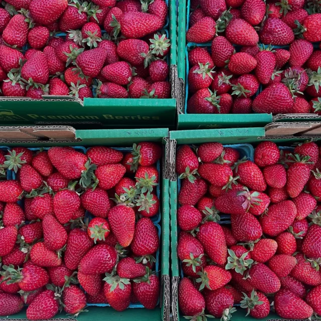 Come join us on this beautiful market day! Shop for fresh produce, discover artisan goods, and soak in the sun - all locally sourced! 😎

The market is open until 2pm.

🌞🌞🌞🌞🌞🌞🌞
PSU Farmers Market
Year-Round Saturdays
8:30 am - 2 pm
SW Park & Montgomery