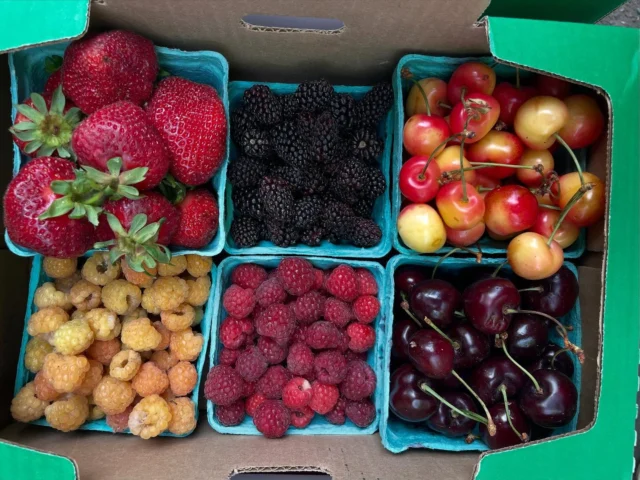 Happy Wednesday, Kenton!

🫛🍄‍🟫Cap off this beautiful day with fresh produce, juicy berries and local artisan goods! 
🎤✨Stay around for MT Nesters live performance at 5pm!

🍓🍓🍓🍓🍓🍓🍓🍓
Kenton Farmers Market
Wednesdays, 3 - 7 pm
N McClellan & Denver