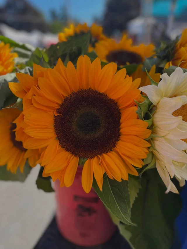 WE'RE HERE UNTIL 2PM❤️

🌞🌞🌞🌞🌞🌞🌞
King Farmers Market
Sundays, 10 am - 2 pm
NE 7th & Wygant